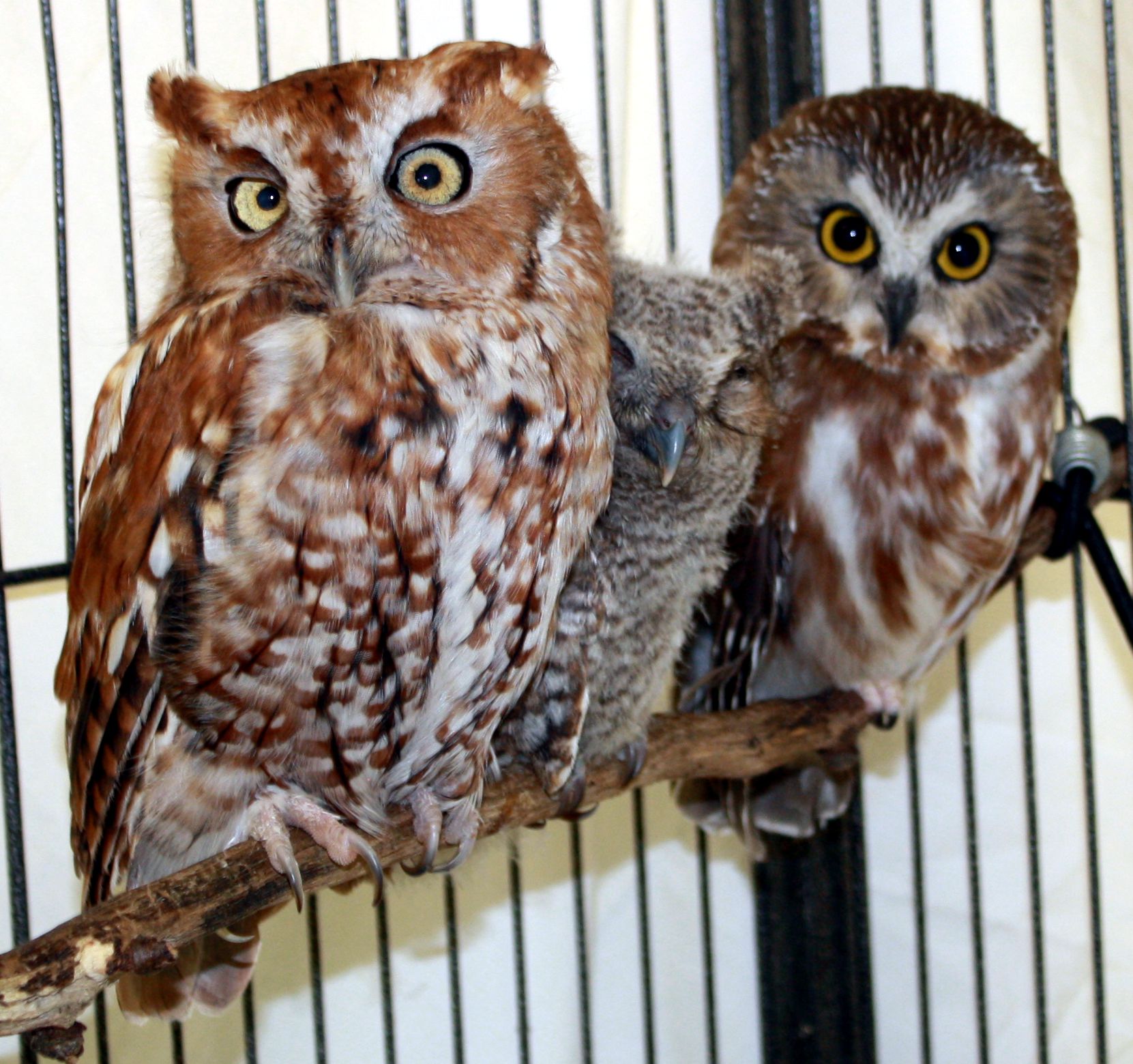 MDOwls