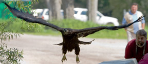 Eagle 1